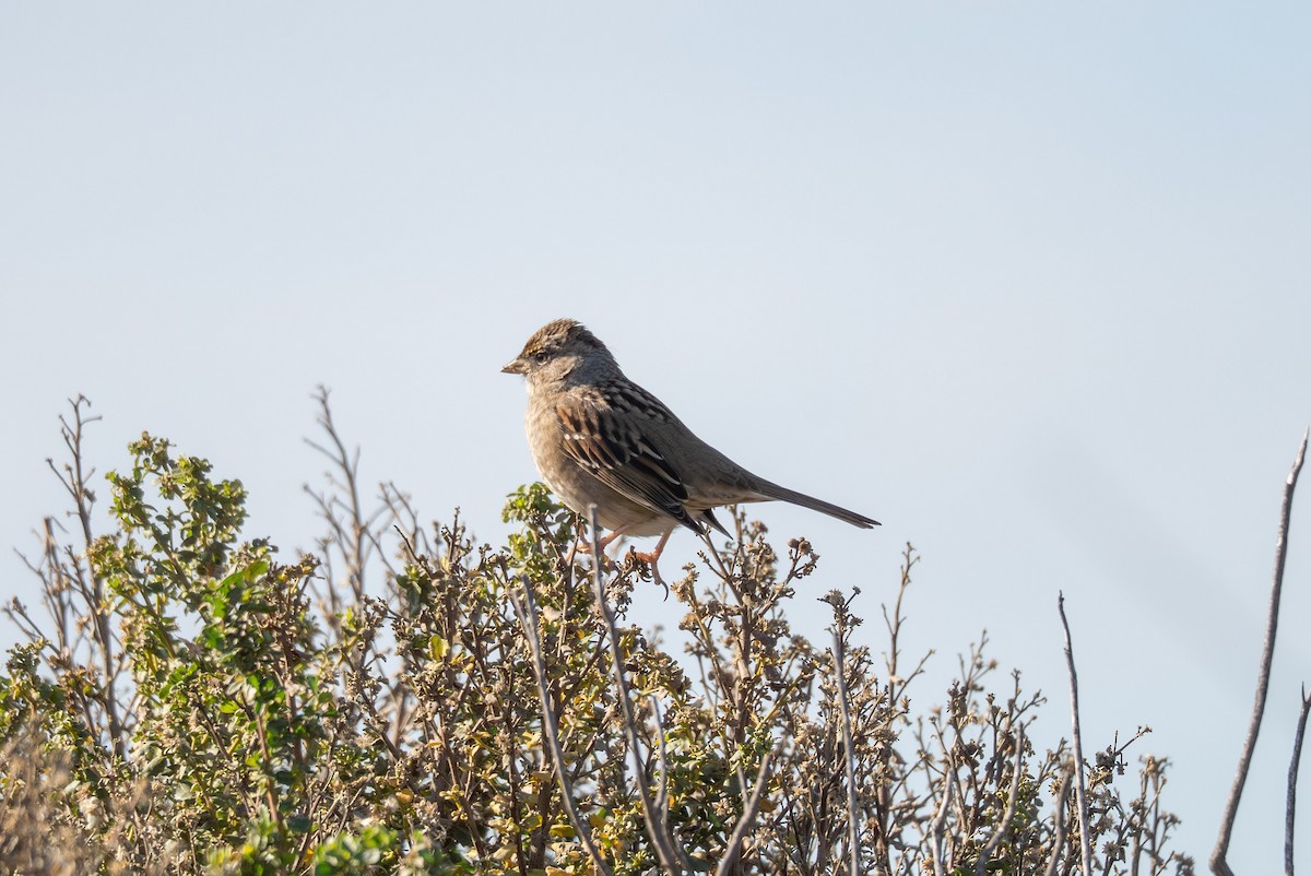 Бруант чорнобровий - ML647492401