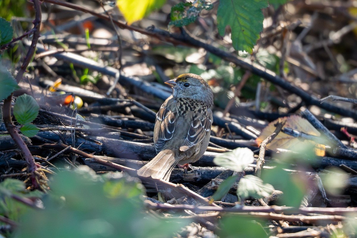 Бруант чорнобровий - ML647492402