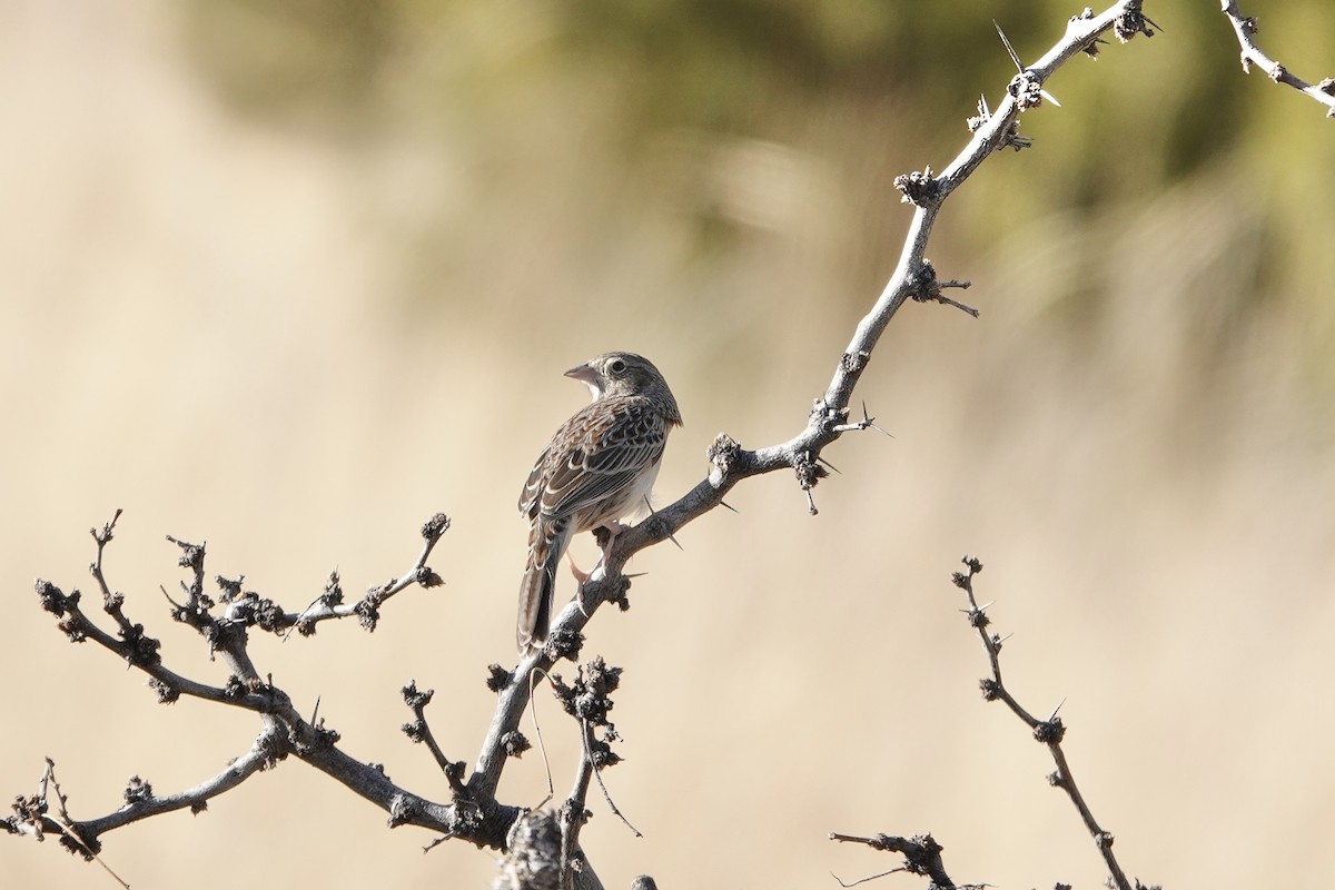 Карнатка лучна - ML647492404