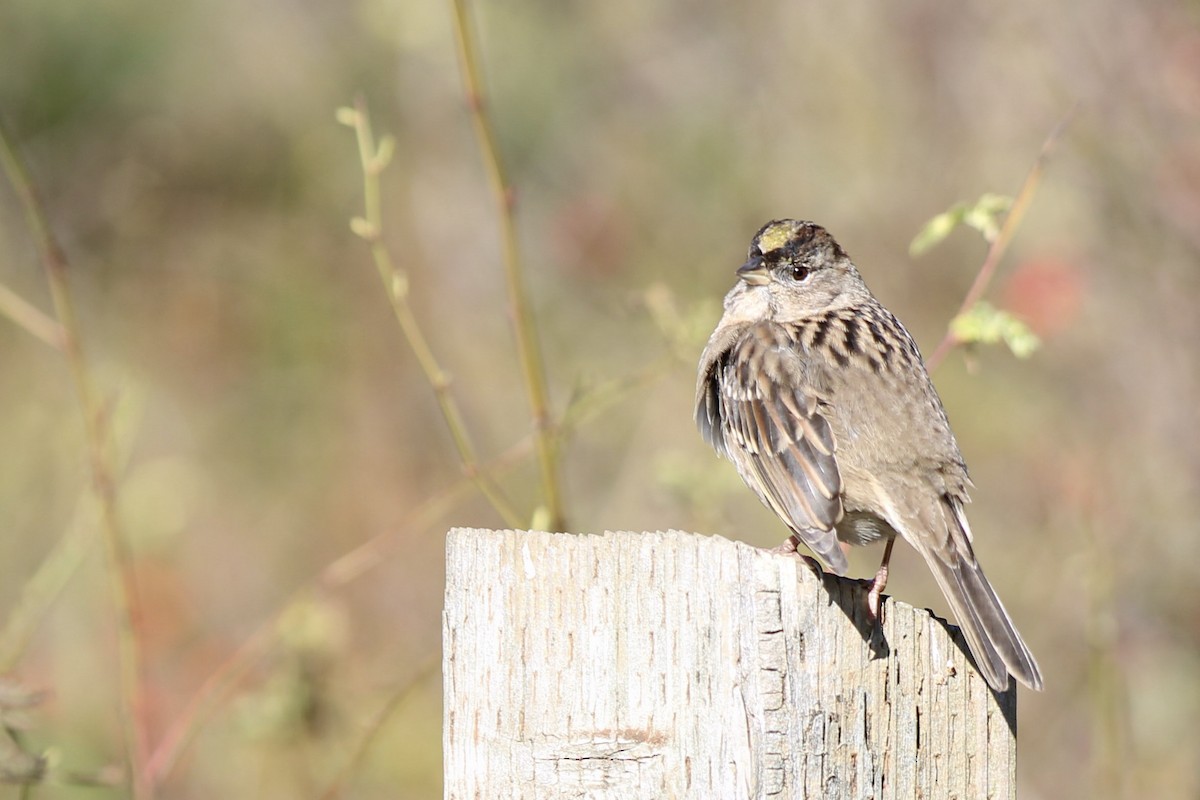 Бруант чорнобровий - ML647492405