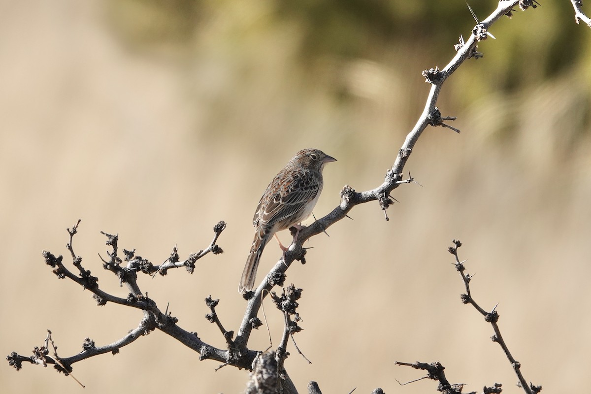 Карнатка лучна - ML647492406