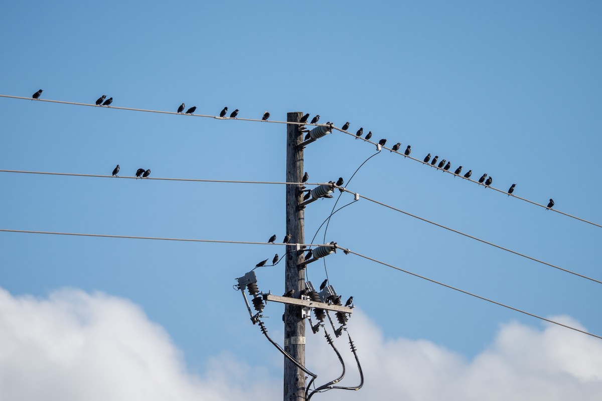 Шпак звичайний - ML647492407