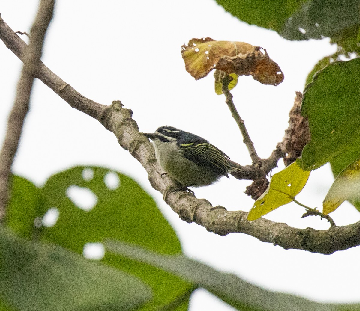 Барбіон золотогузий [група bilineatus] - ML647492408