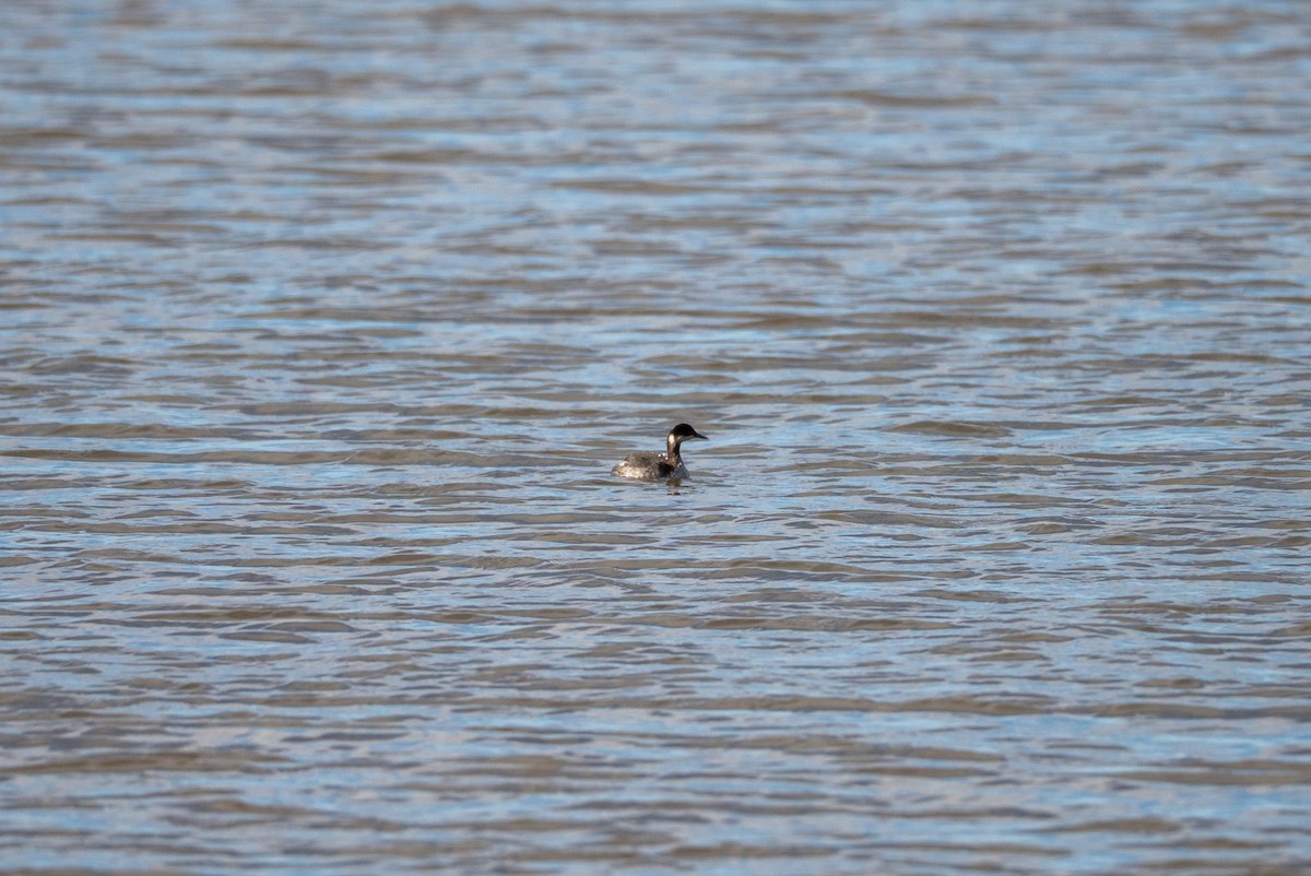 Grèbe à cou noir - ML647492415