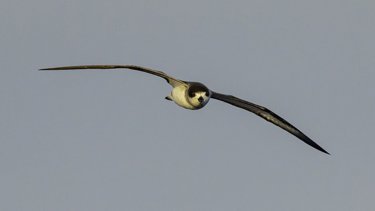 Реюньонский тайфунник - ML647492435