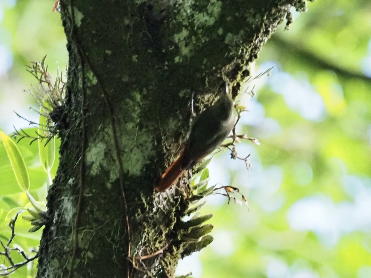 Olivaceous Woodcreeper - ML647492446