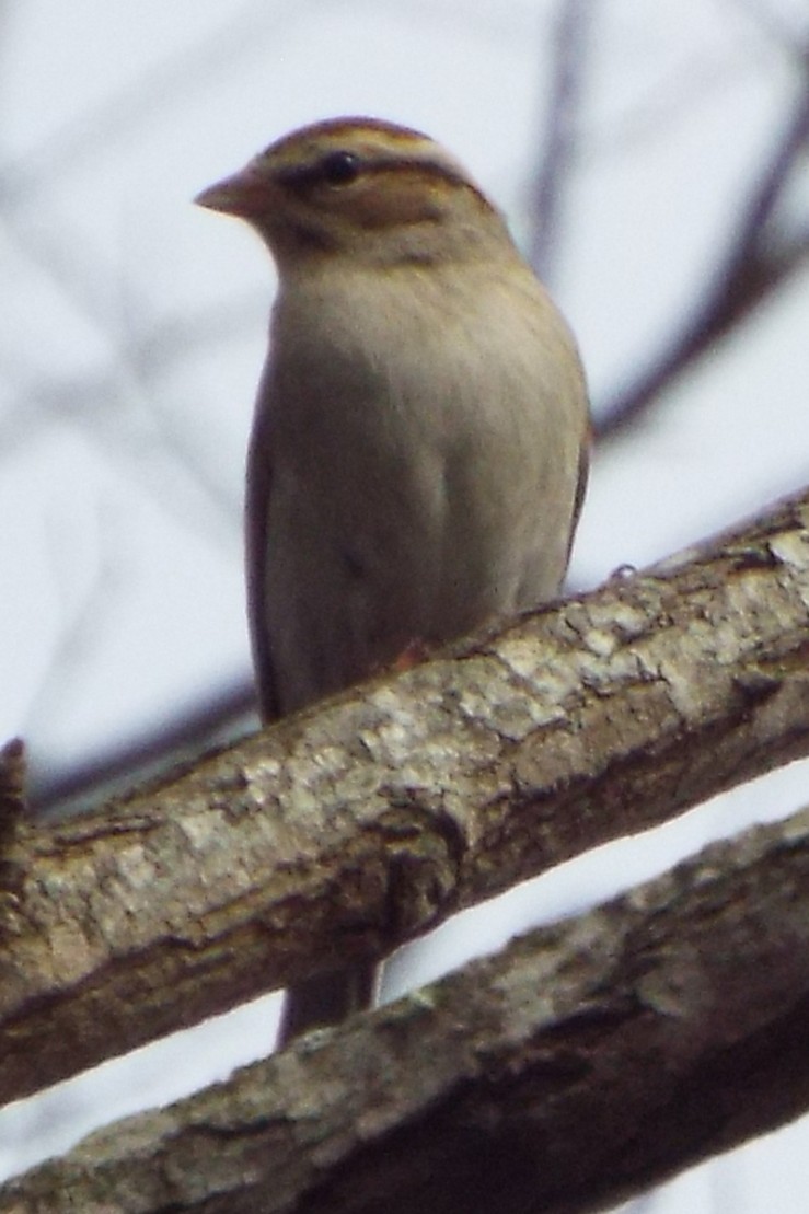 Chipping Sparrow - ML647492451