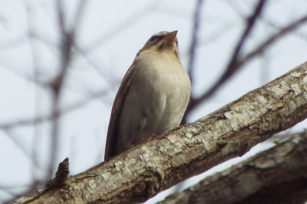 Chipping Sparrow - ML647492453