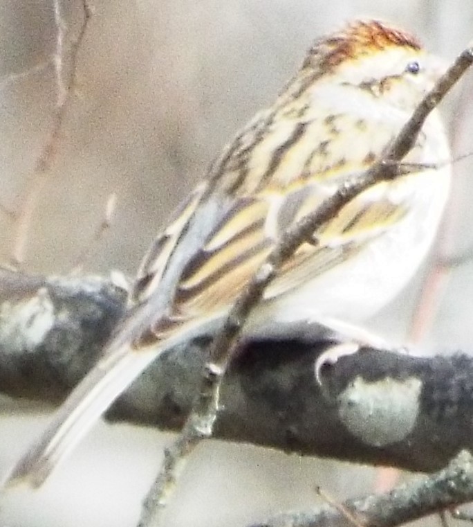 Chipping Sparrow - ML647492454