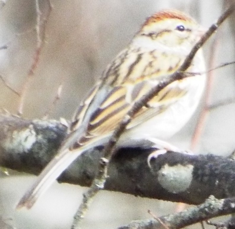 Chipping Sparrow - ML647492455