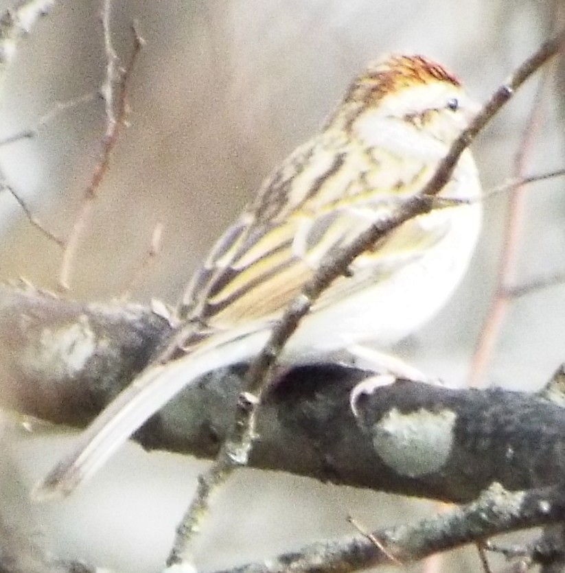 Chipping Sparrow - ML647492456