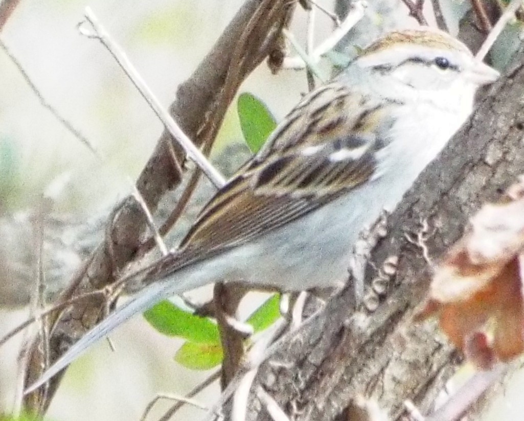 Chipping Sparrow - ML647492457