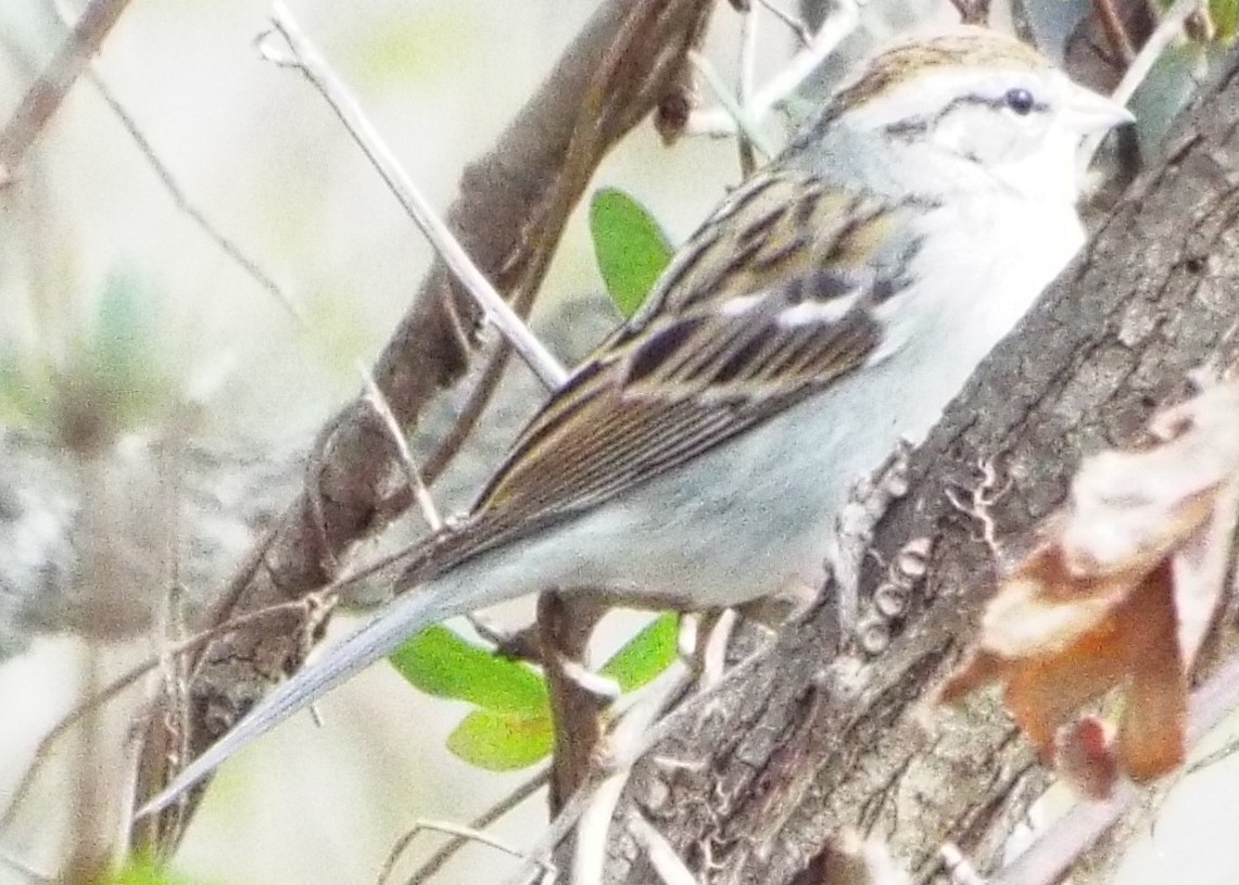 Chipping Sparrow - ML647492458