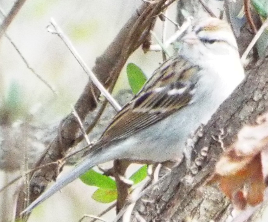 Chipping Sparrow - ML647492459