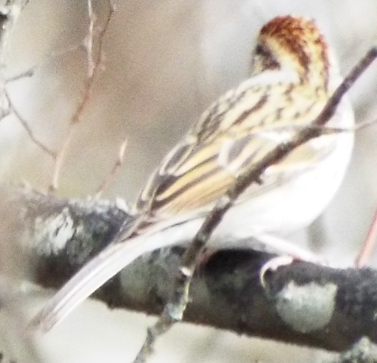 Chipping Sparrow - ML647492460