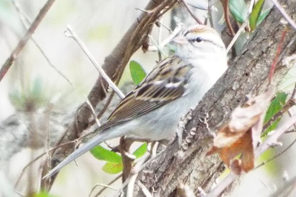 Chipping Sparrow - ML647492461