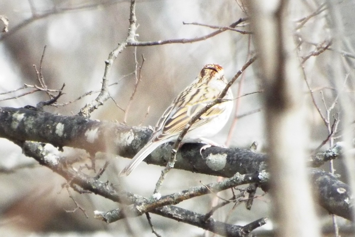 Chipping Sparrow - ML647492462