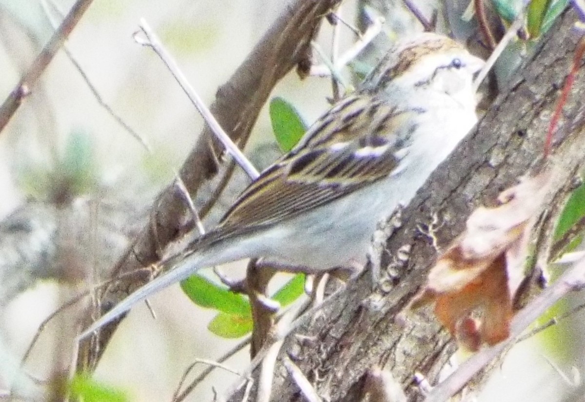 Chipping Sparrow - ML647492463