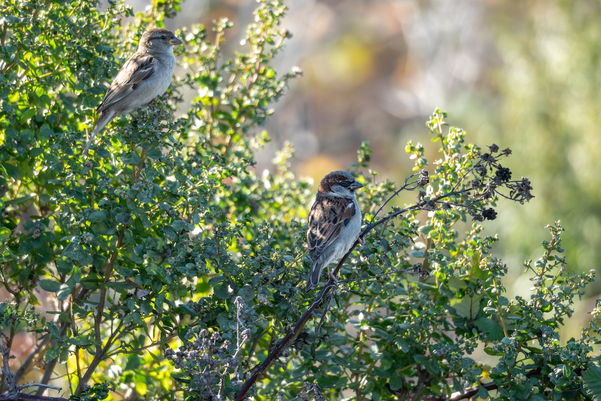 Gorrión Común - ML647492472
