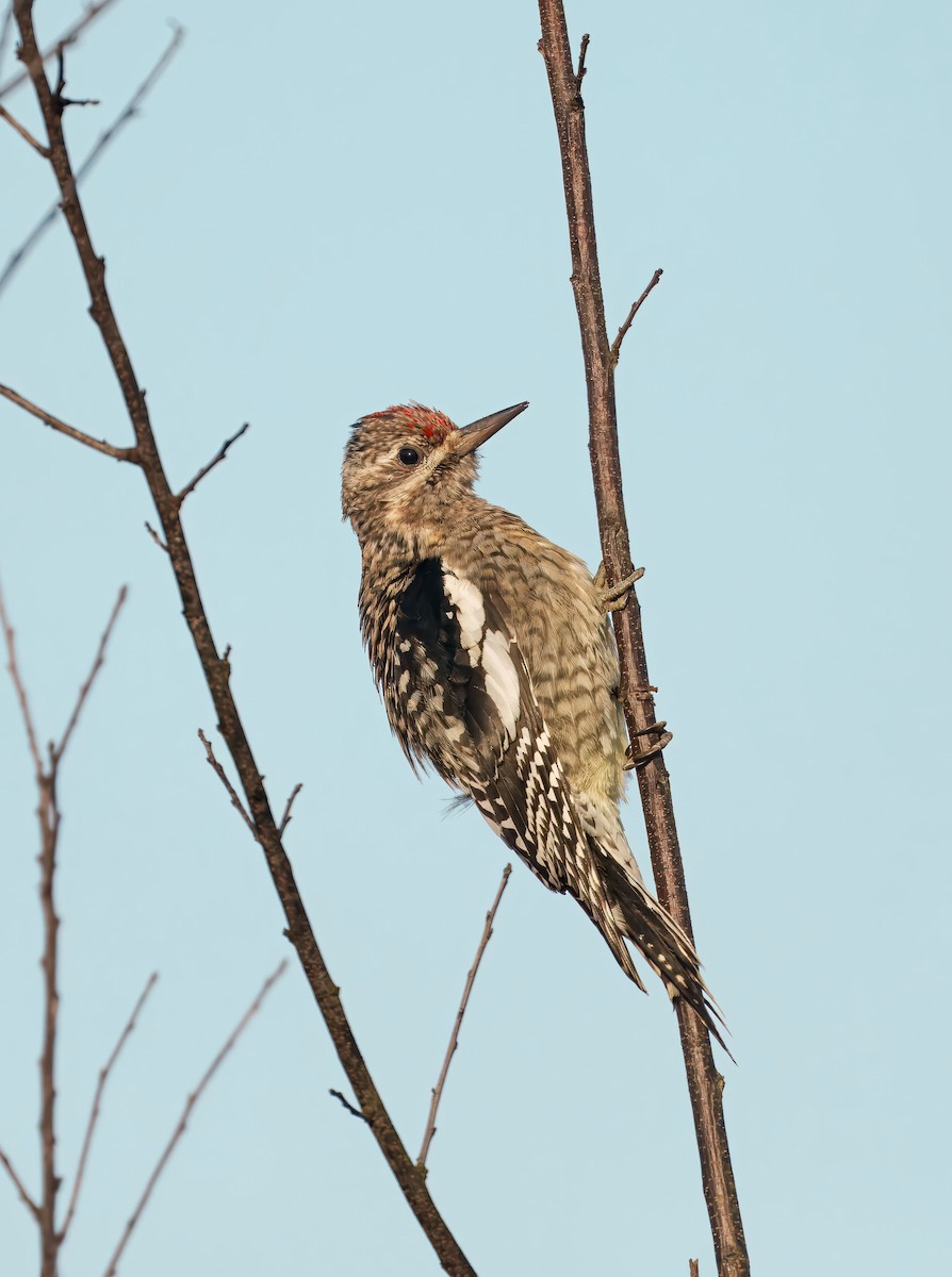 Yellow-bellied Sapsucker - ML647492482