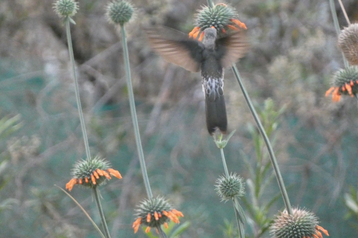 Giant Hummingbird - ML647492483