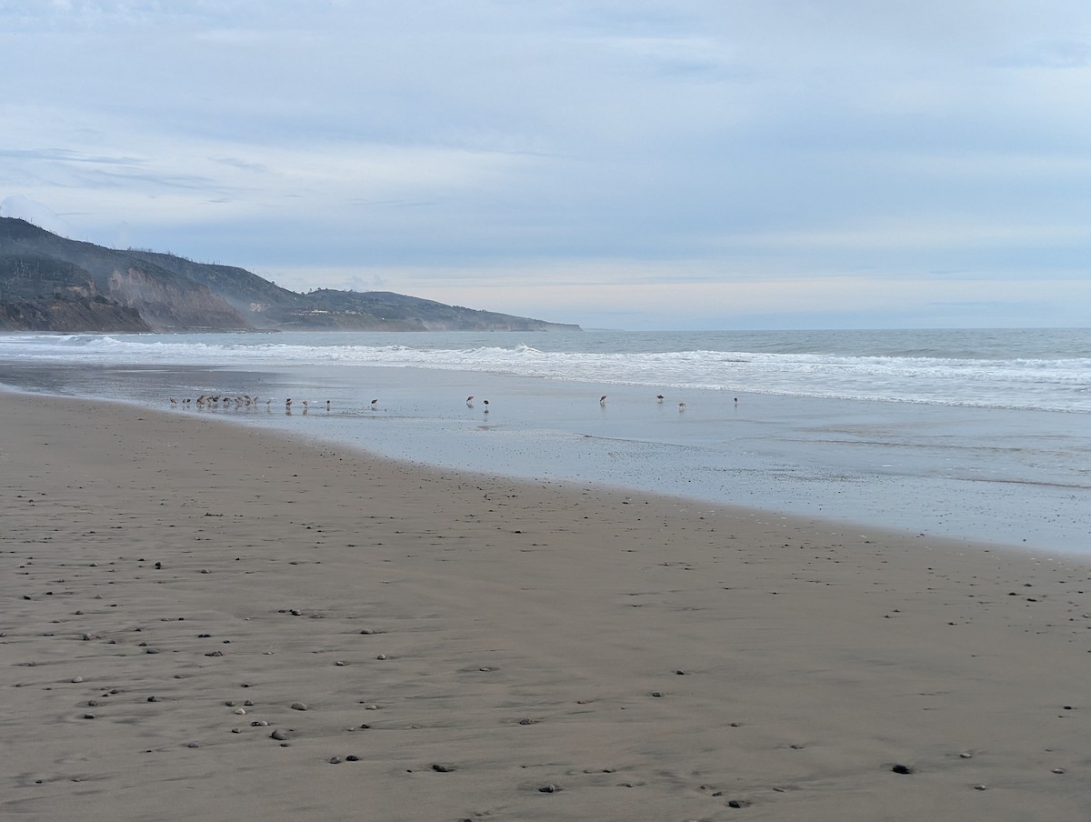 Marbled Godwit - ML647492485