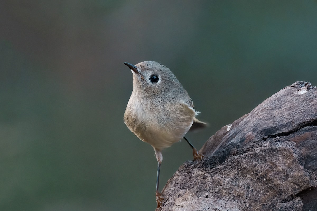 Ruby-crowned Kinglet - ML647492487