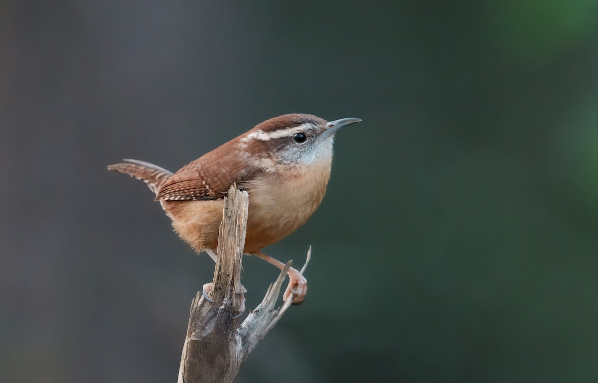 Carolina Wren - ML647492490