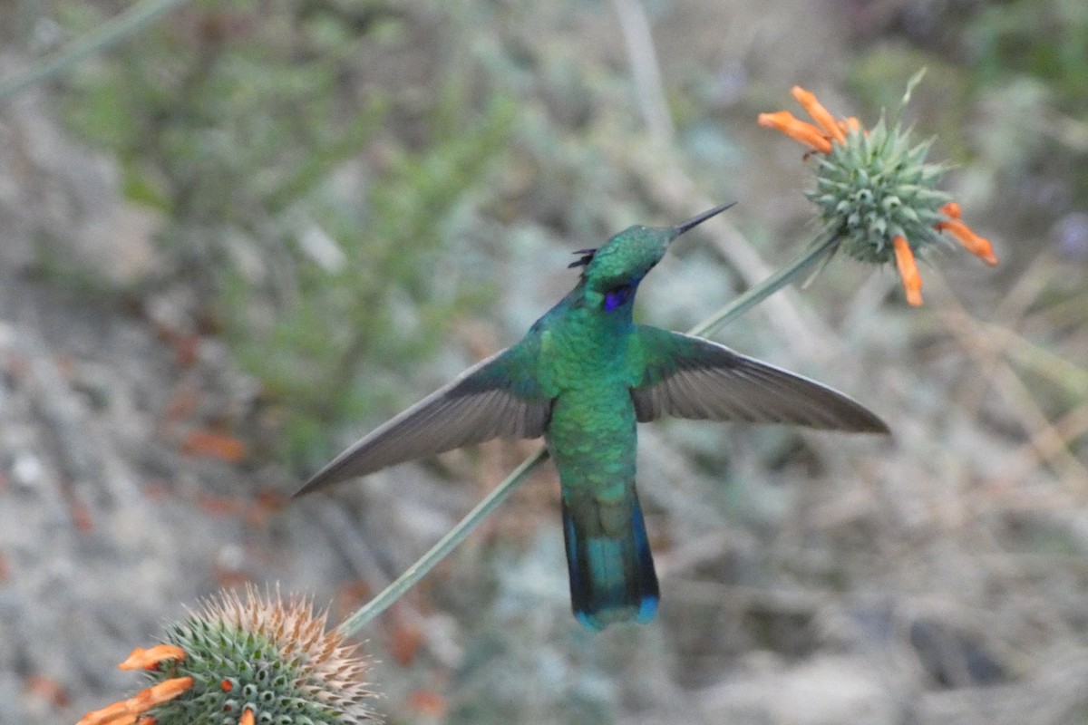 Sparkling Violetear - ML647492495