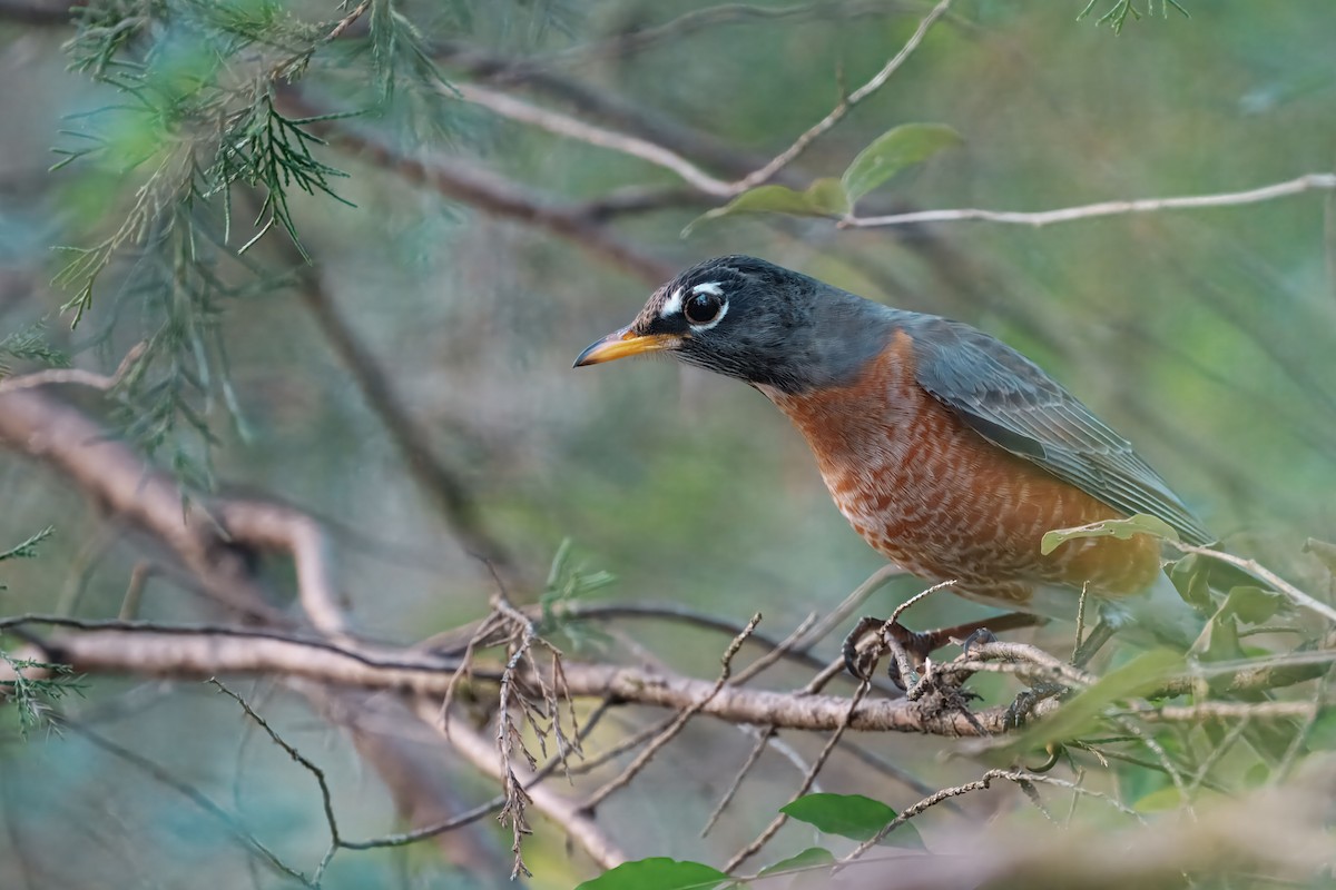 American Robin - ML647492497