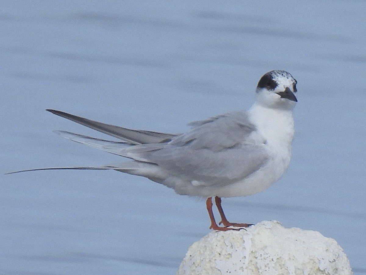 Forster's Tern - ML647492506