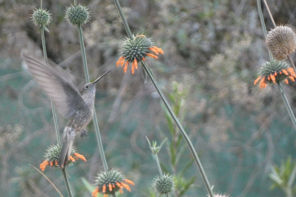 Giant Hummingbird - ML647492507