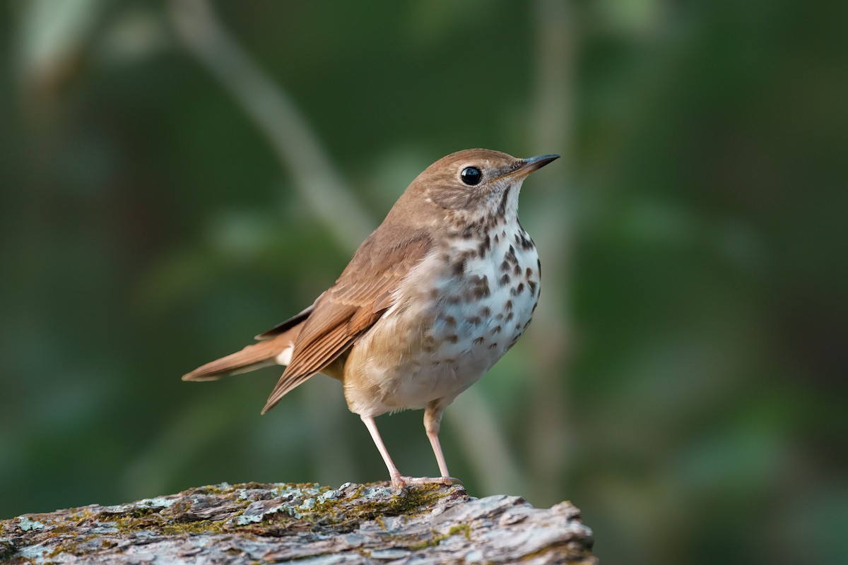 Hermit Thrush - ML647492508