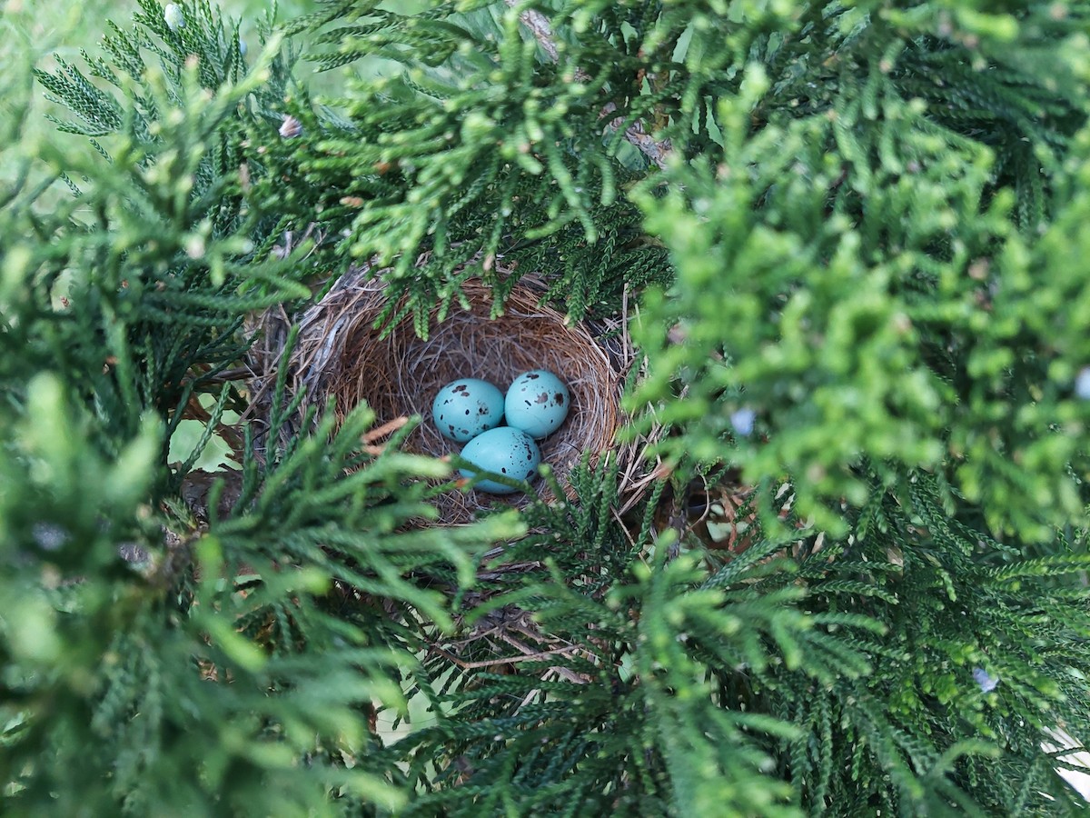 Chipping Sparrow - ML647492517