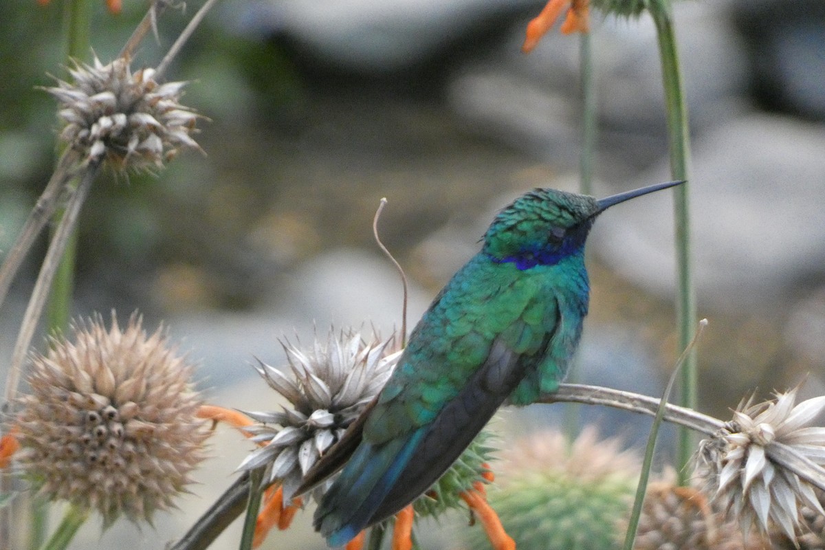 Sparkling Violetear - ML647492521