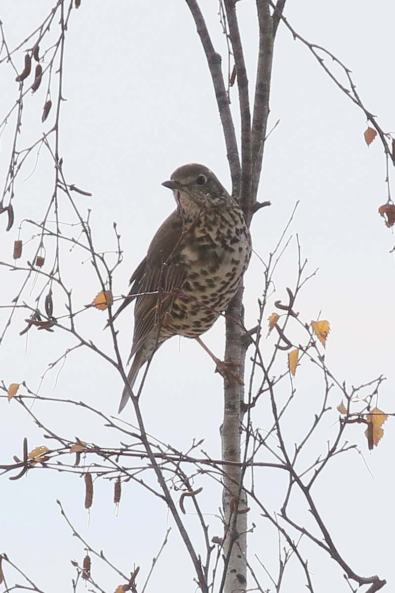 槲鶇 - ML647492522