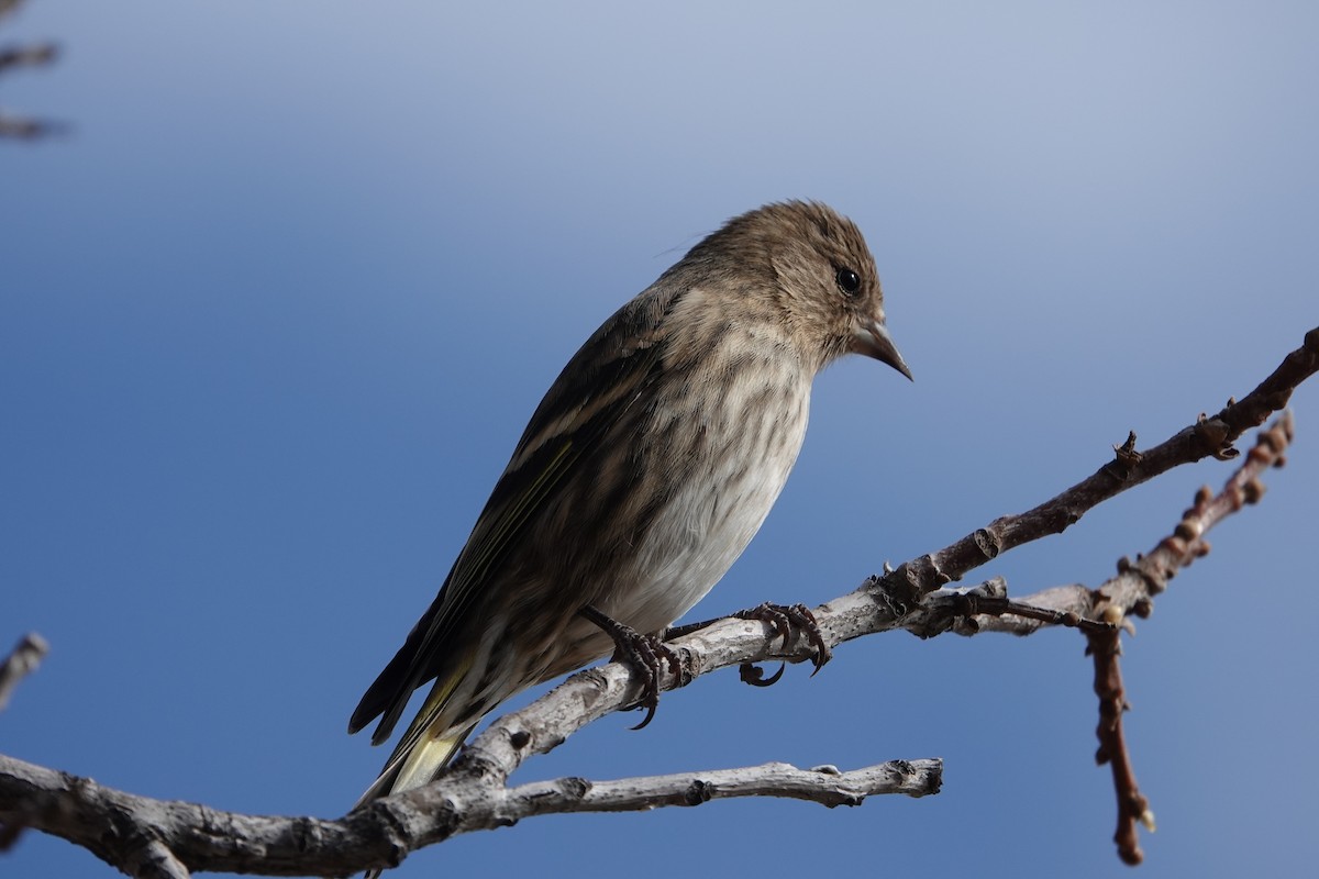 Pine Siskin - ML647492525