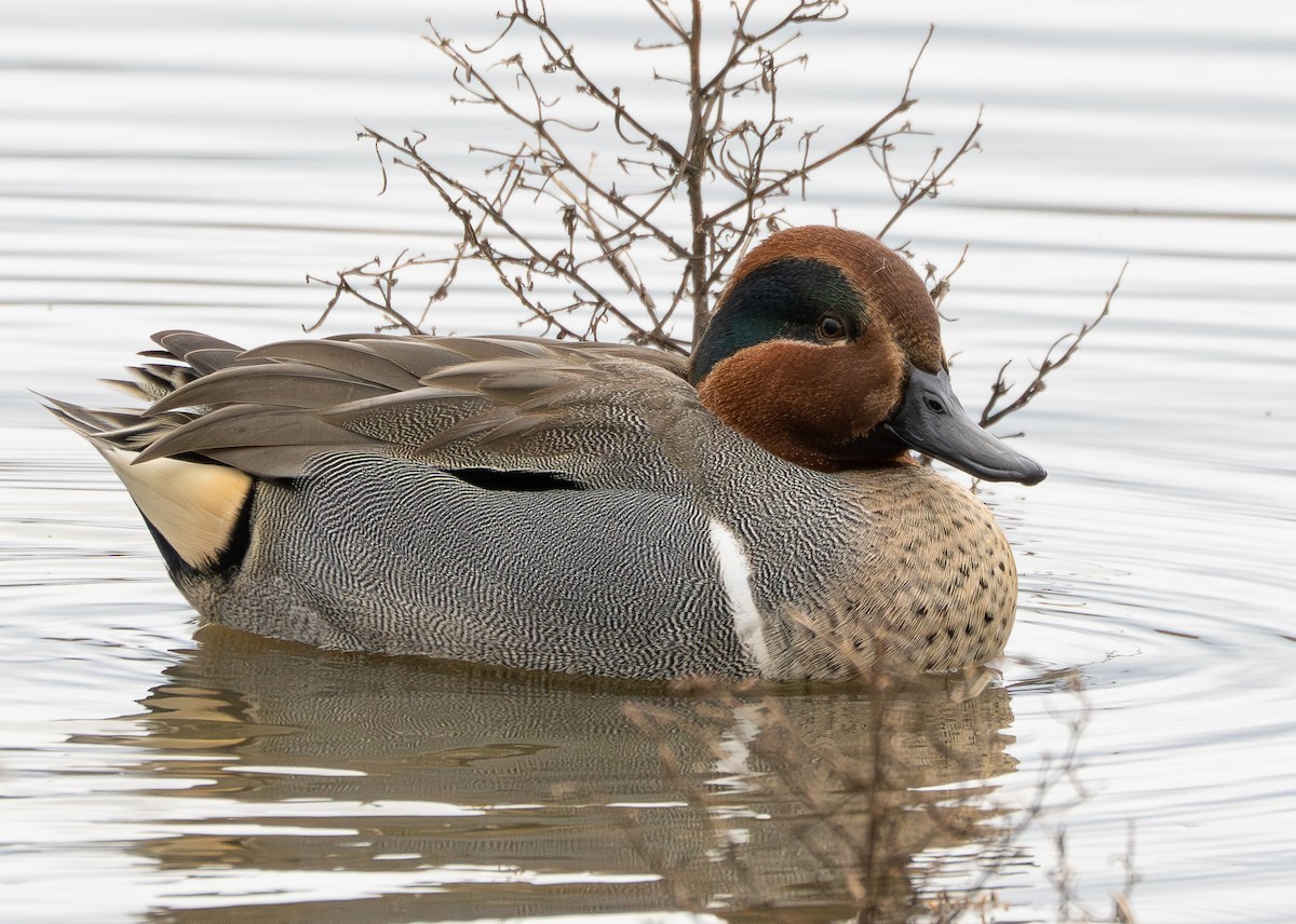 Green-winged Teal - ML647492526