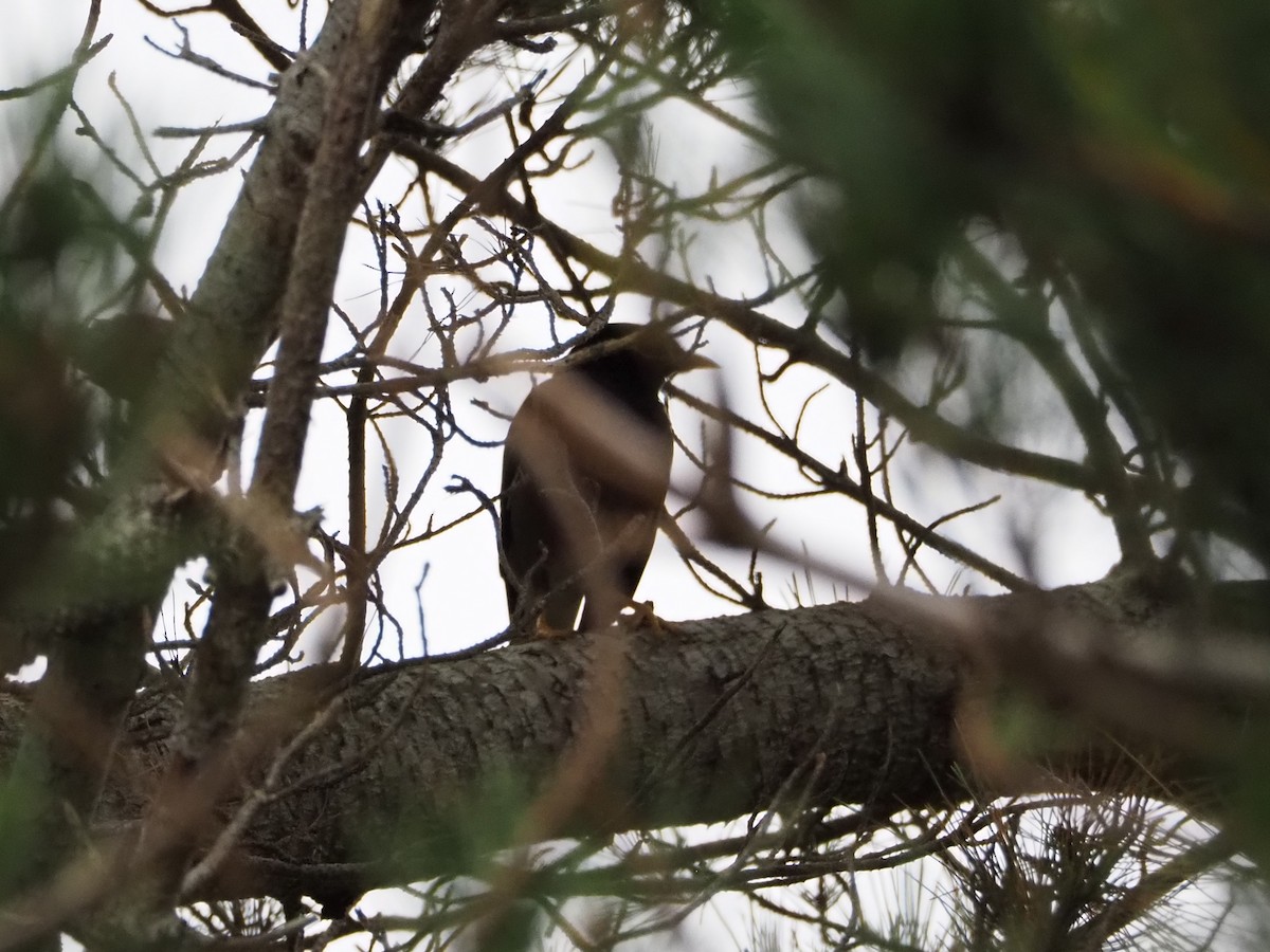 Common Myna - ML647492527