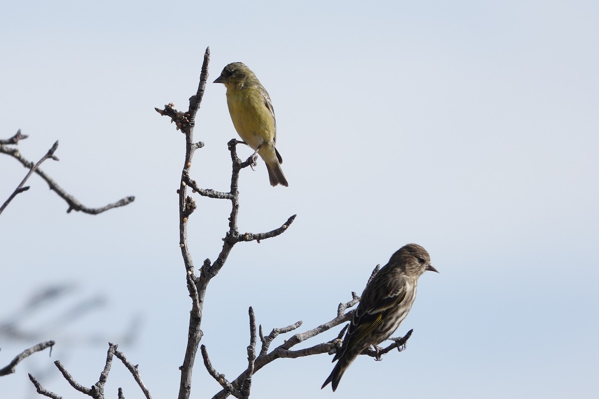 Lesser Goldfinch - ML647492528