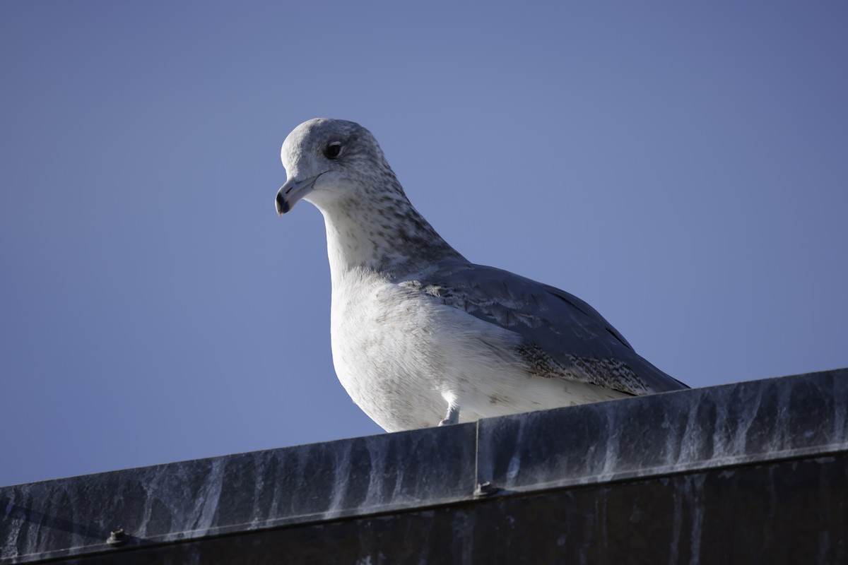California Gull - ML647492529