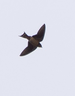 Barn Swallow - ML647492531