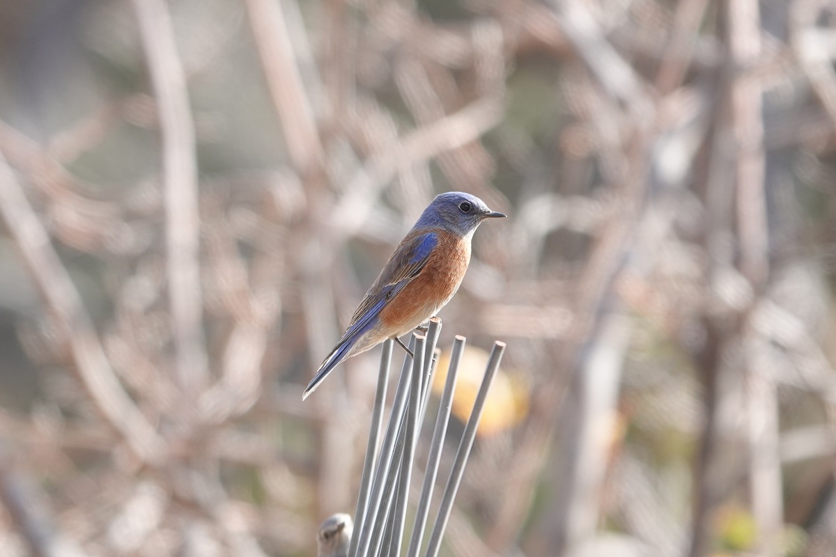 Western Bluebird - ML647492532