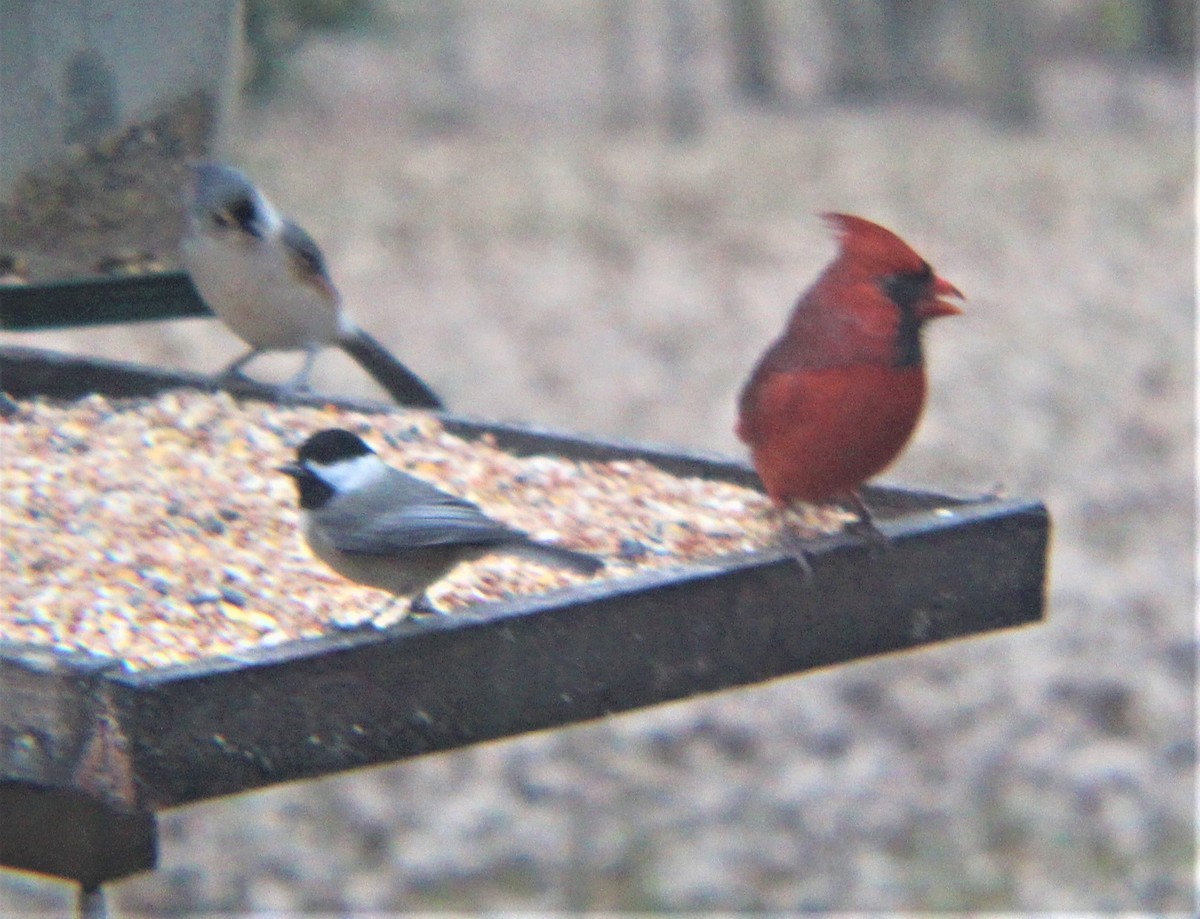 Tufted Titmouse - ML647492533