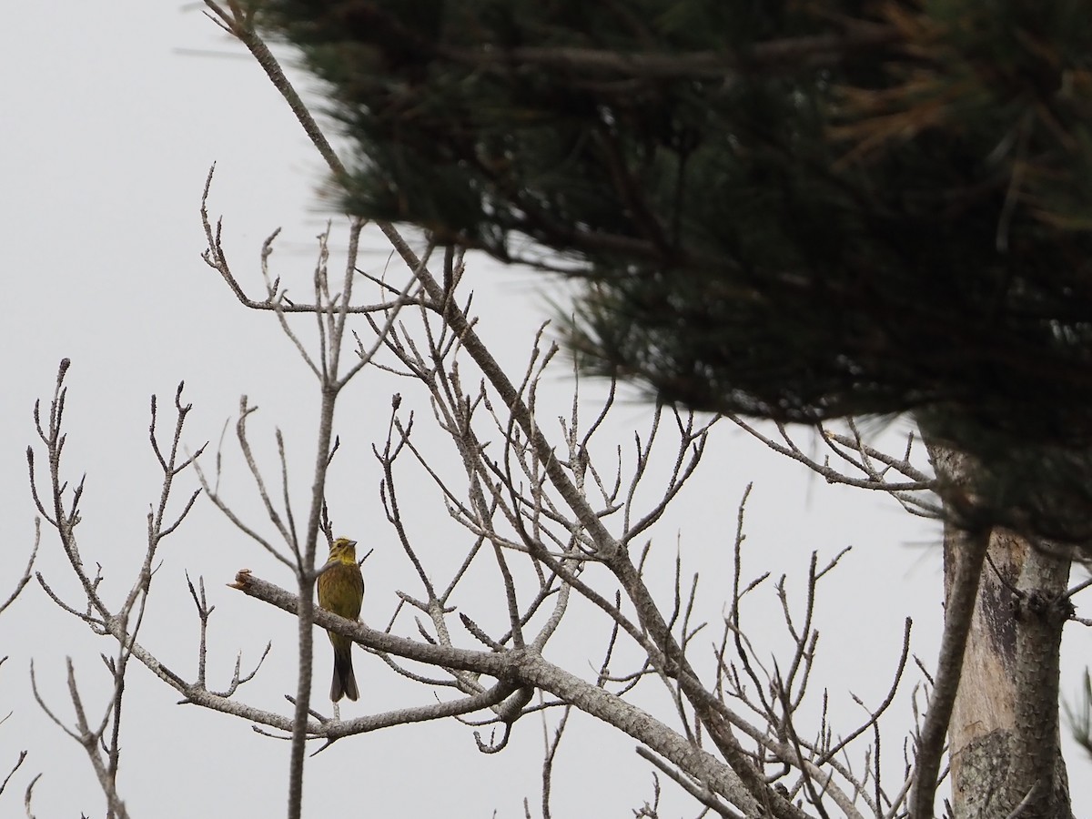 Yellowhammer - ML647492534