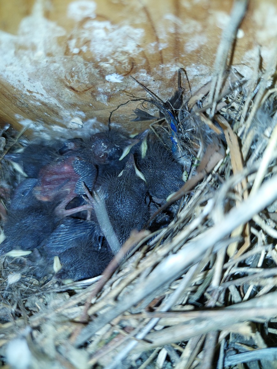 Northern House Wren - ML647492535