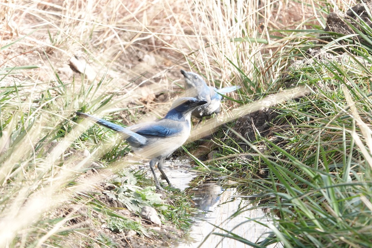 Woodhouse's Scrub-Jay - ML647492536