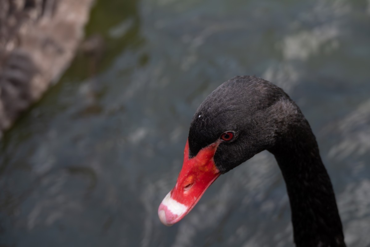 Black Swan - ML647492538