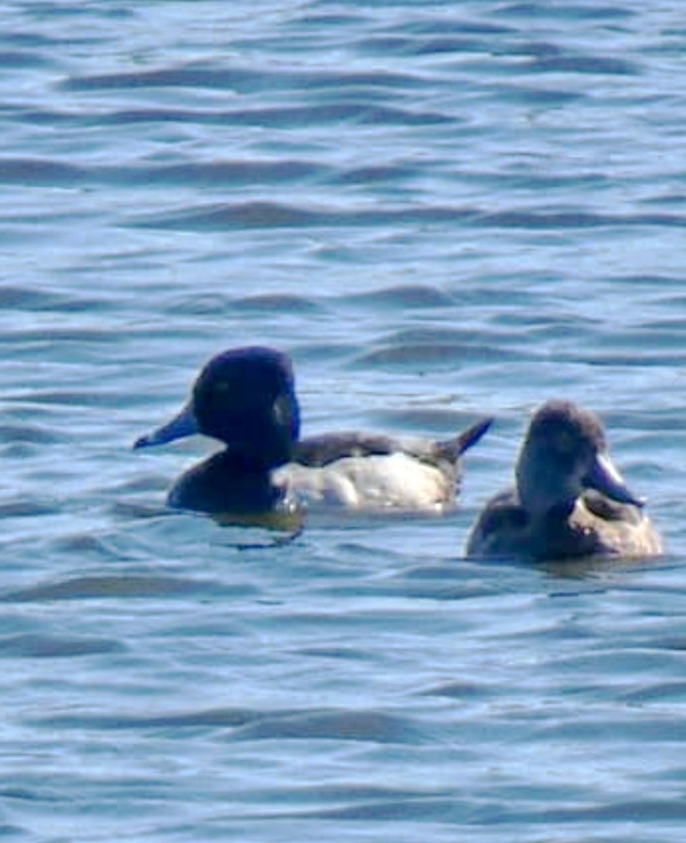 Ring-necked Duck - ML647492539