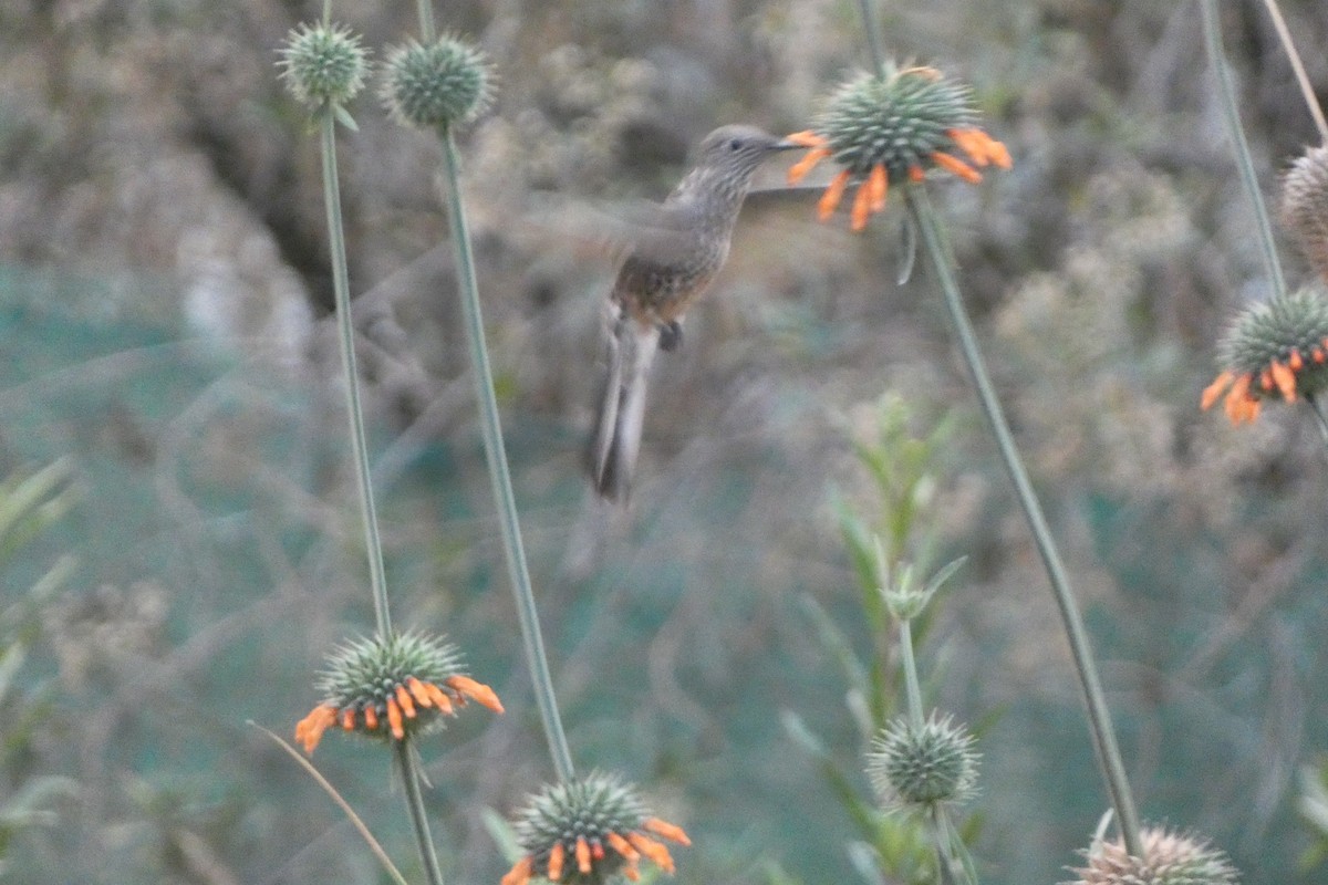 Giant Hummingbird - ML647492540